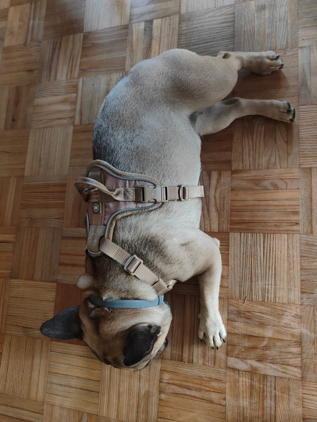 Customer photo review of Anti Pull Hurricane Harness Lighter | With Handle - Tan X Tan