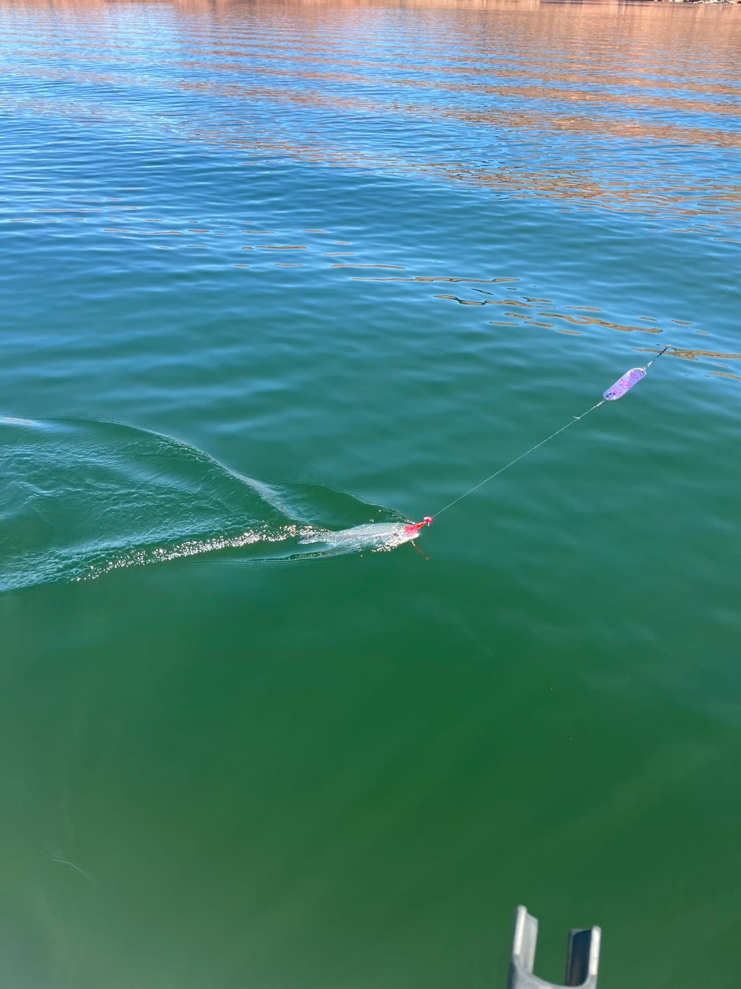 Customer photo review of X-Pex 1.75" - Kokanee & Trout Trolling Lure