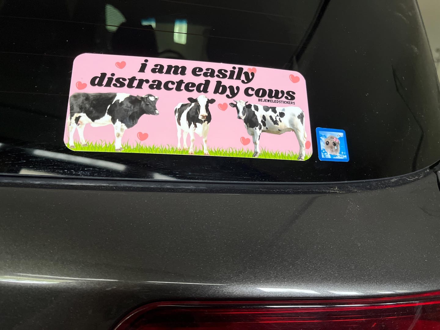 Customer photo review of I am easily distracted by cows