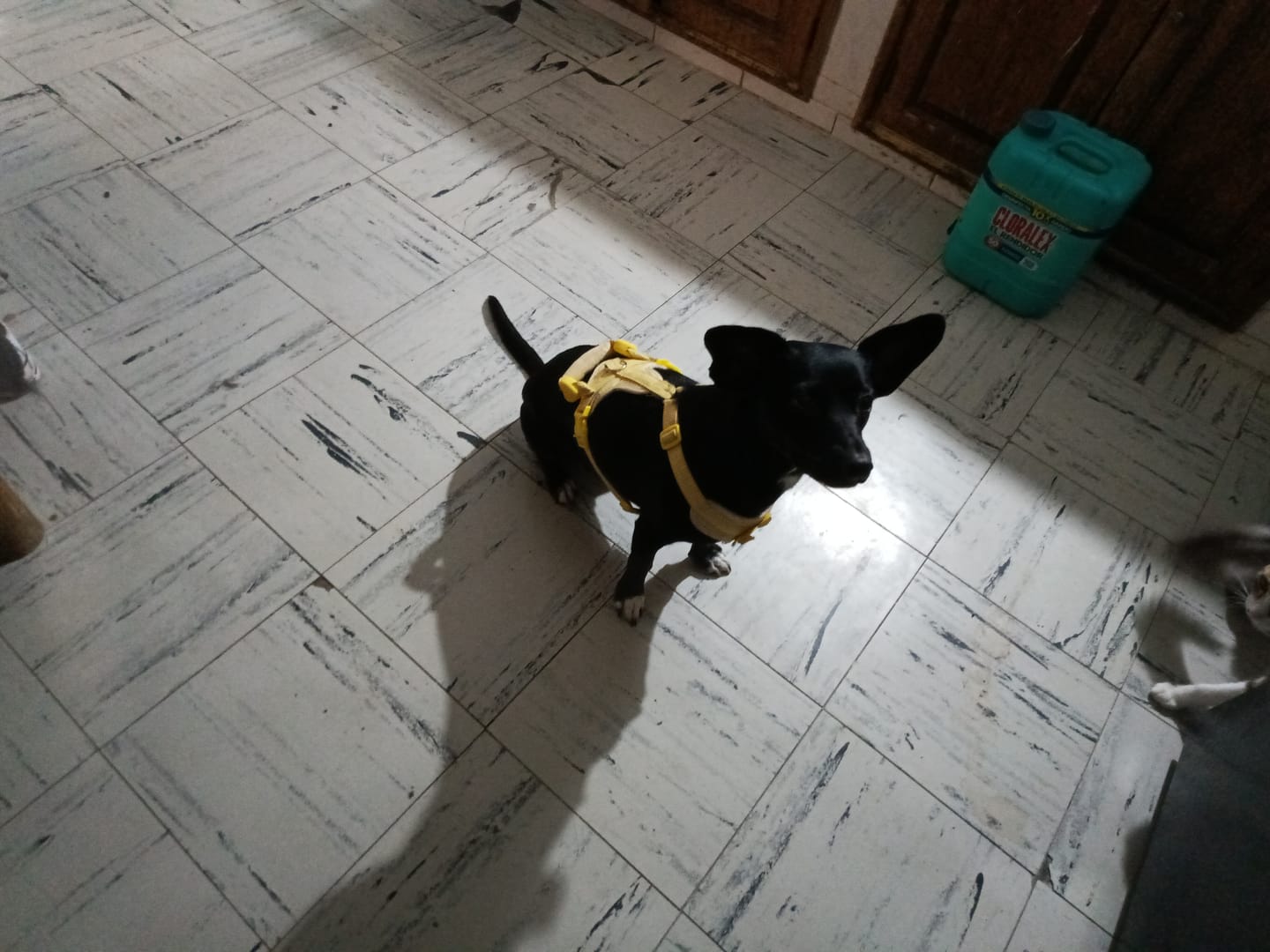 Customer photo review of CT0322 1 Pieza De Pechera Con Correa Para Mascota