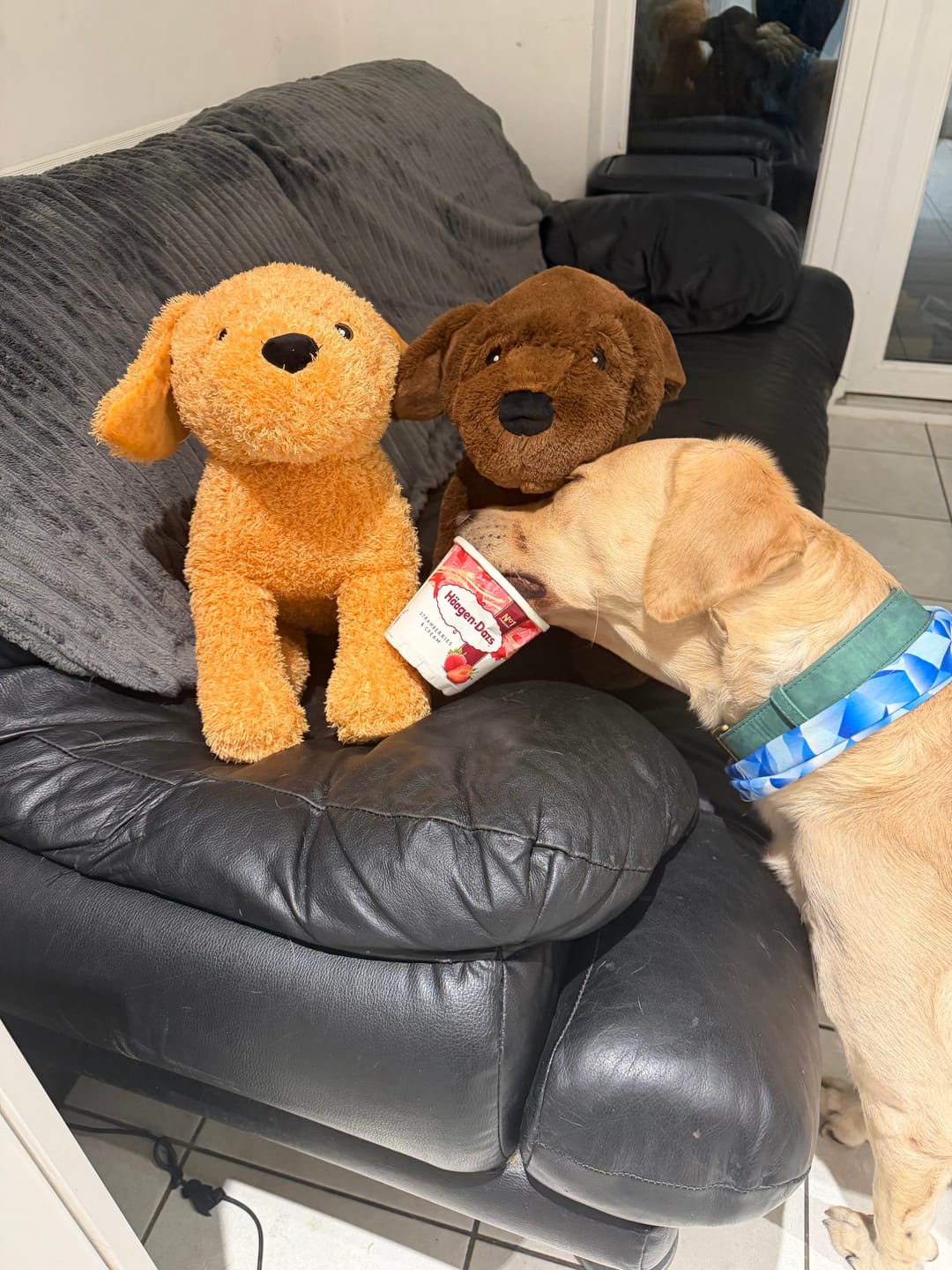 Customer photo review of Muttley Crew Selection