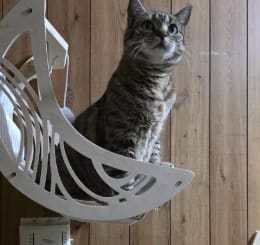 Customer photo review of SleepCat - Cama para gatos
