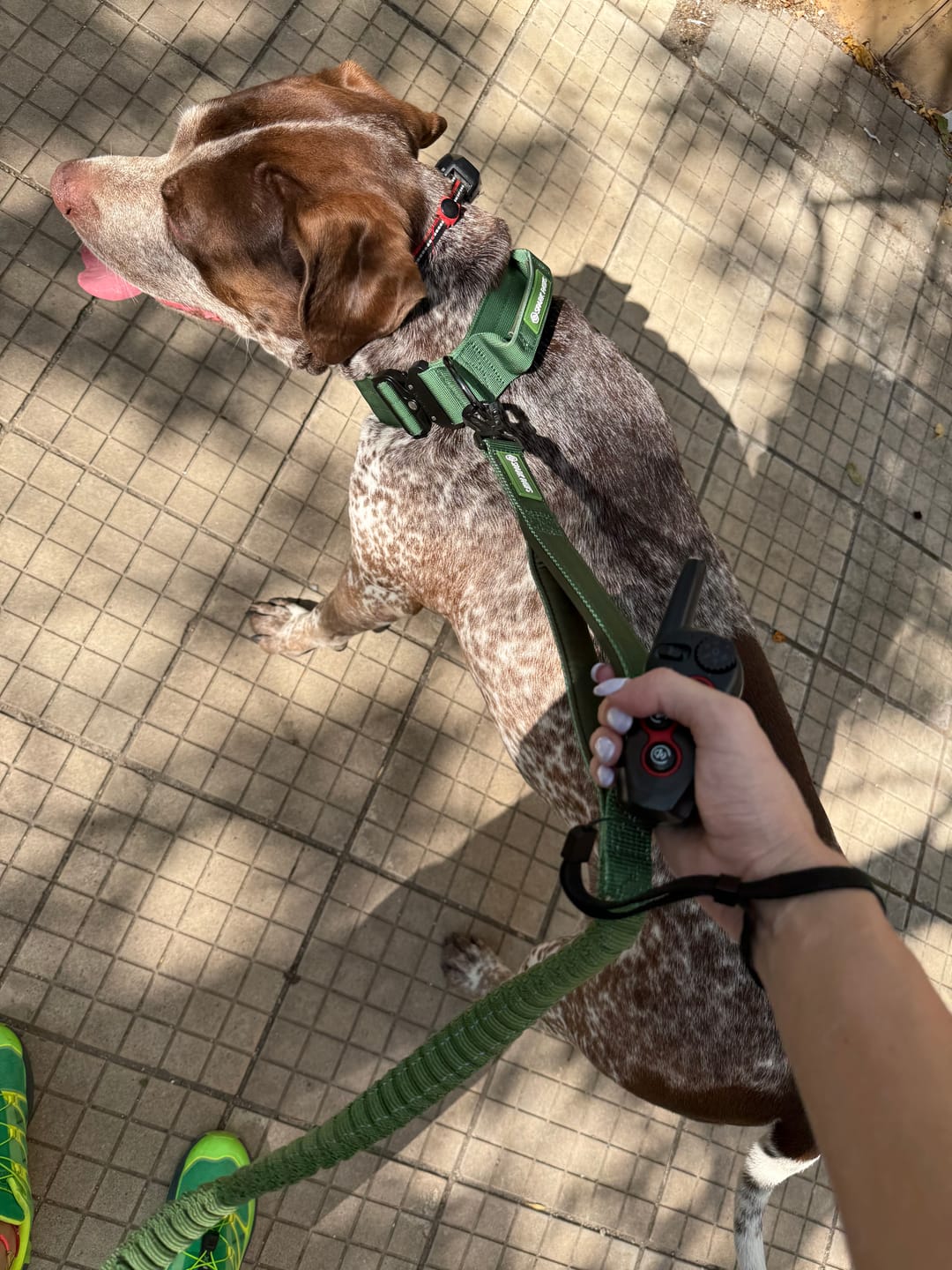 Customer photo review of Comfort Control Collar and Multipurpose Leash Sets