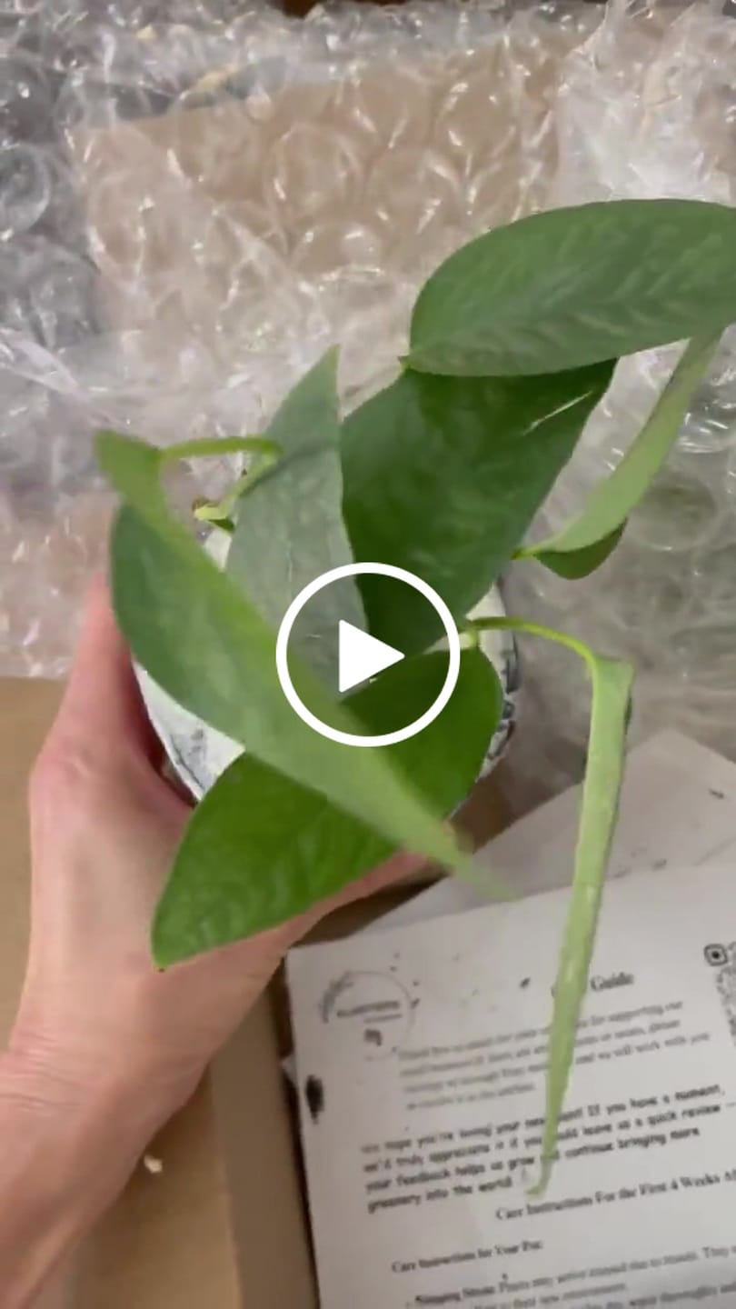 Customer video review of Epipremnum Pinnatum 'Cebu Blue' Pothos in a Nursery Pot | Rare Cebu Blue Epipremnum Pinnatum | Gift Houseplants