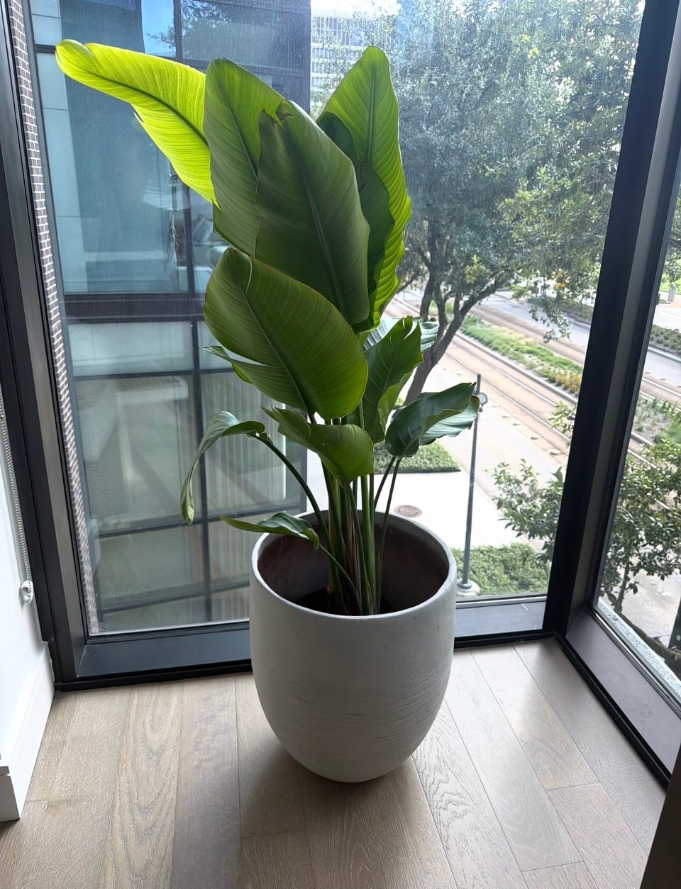 Customer photo review of Bird of Paradise White, Strelitzia Nicolai