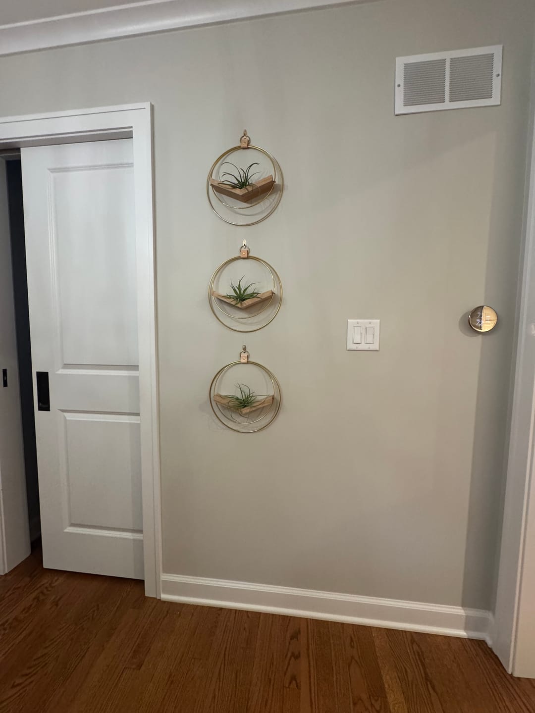 Customer photo review of Air Plant V-Hanger Trio