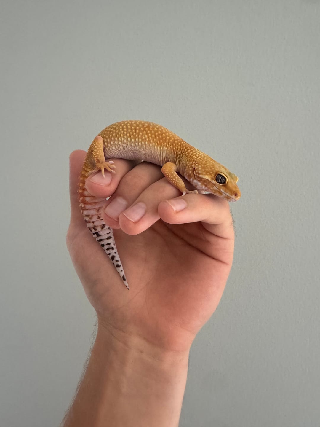 Customer photo review of Female Clown Inferno Emerine Tremper Albino
