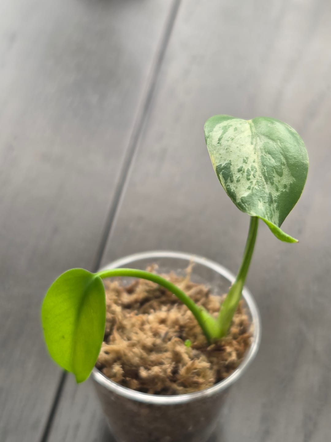 Customer photo of Monstera Bulbasaur