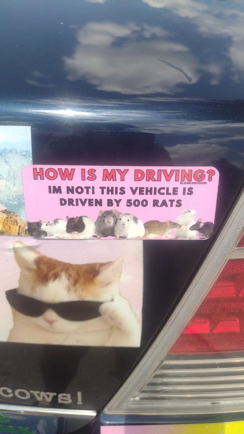 Customer photo review of 500 Rats