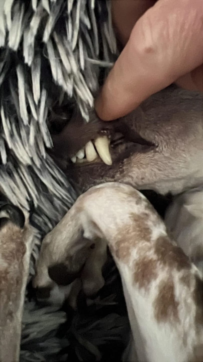 Customer photo review of Spray Dental Para Perros y Gatos