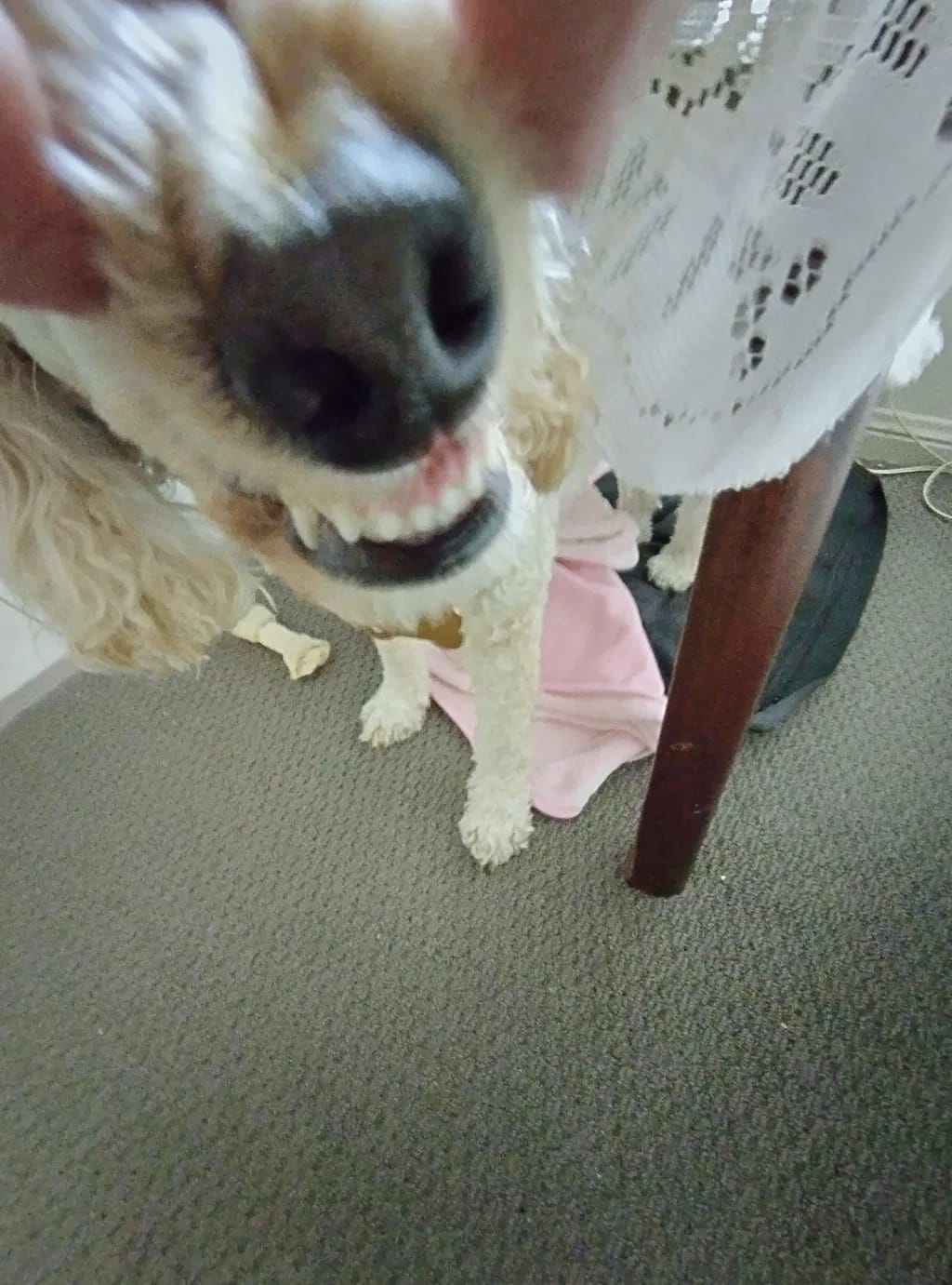 Customer photo review of Spray Dental Para Perros y Gatos