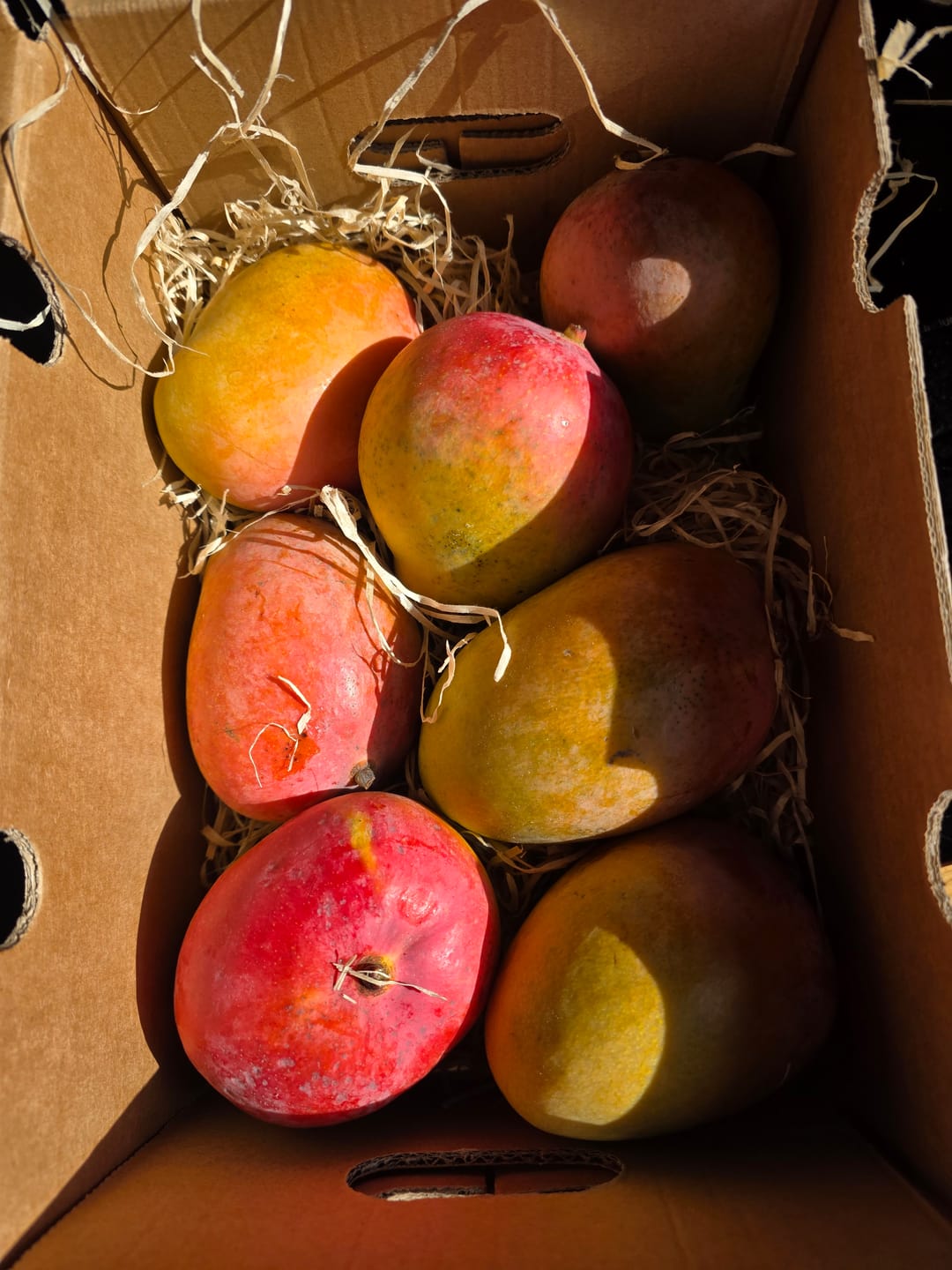 Customer photo review of Mini-Mango Tropigold von Antonio Aktionspreis %