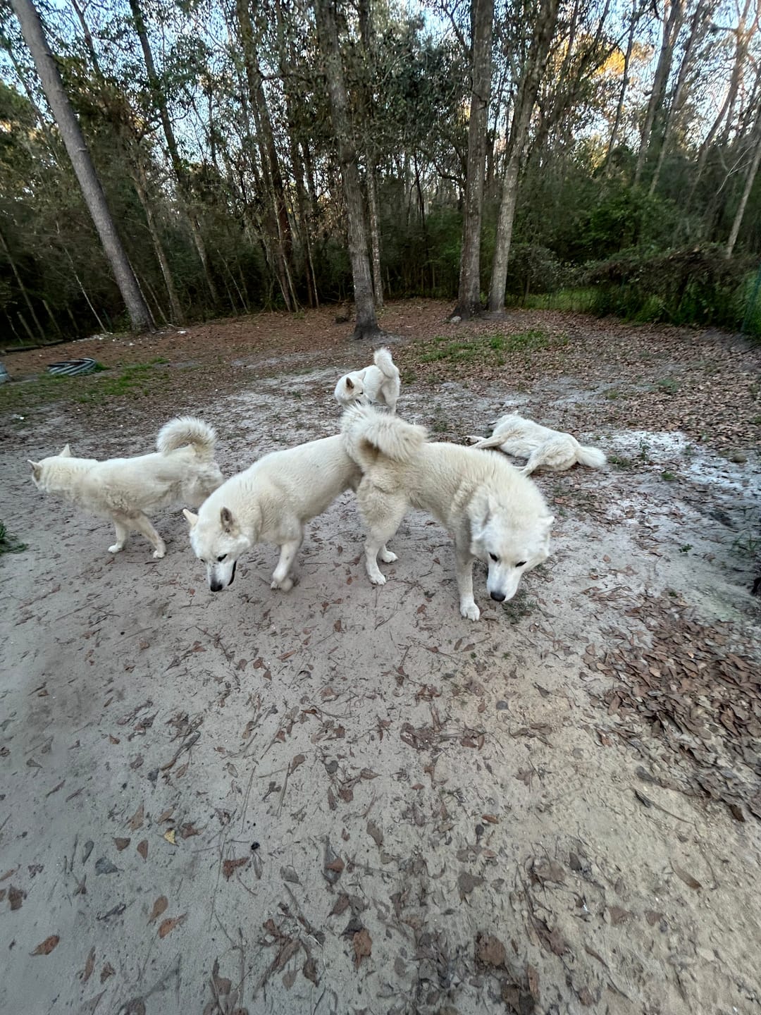 Customer photo review of Simparica TRIO - Triple Protection for Dogs in One Tasty Monthly Chew