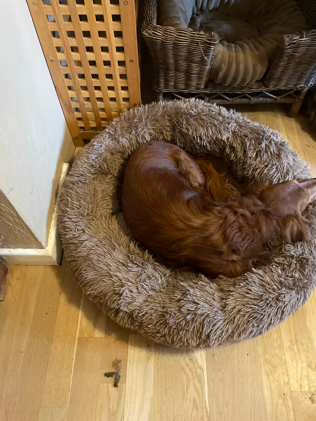 Customer photo review of Fluffy Donut Hundeseng, brun