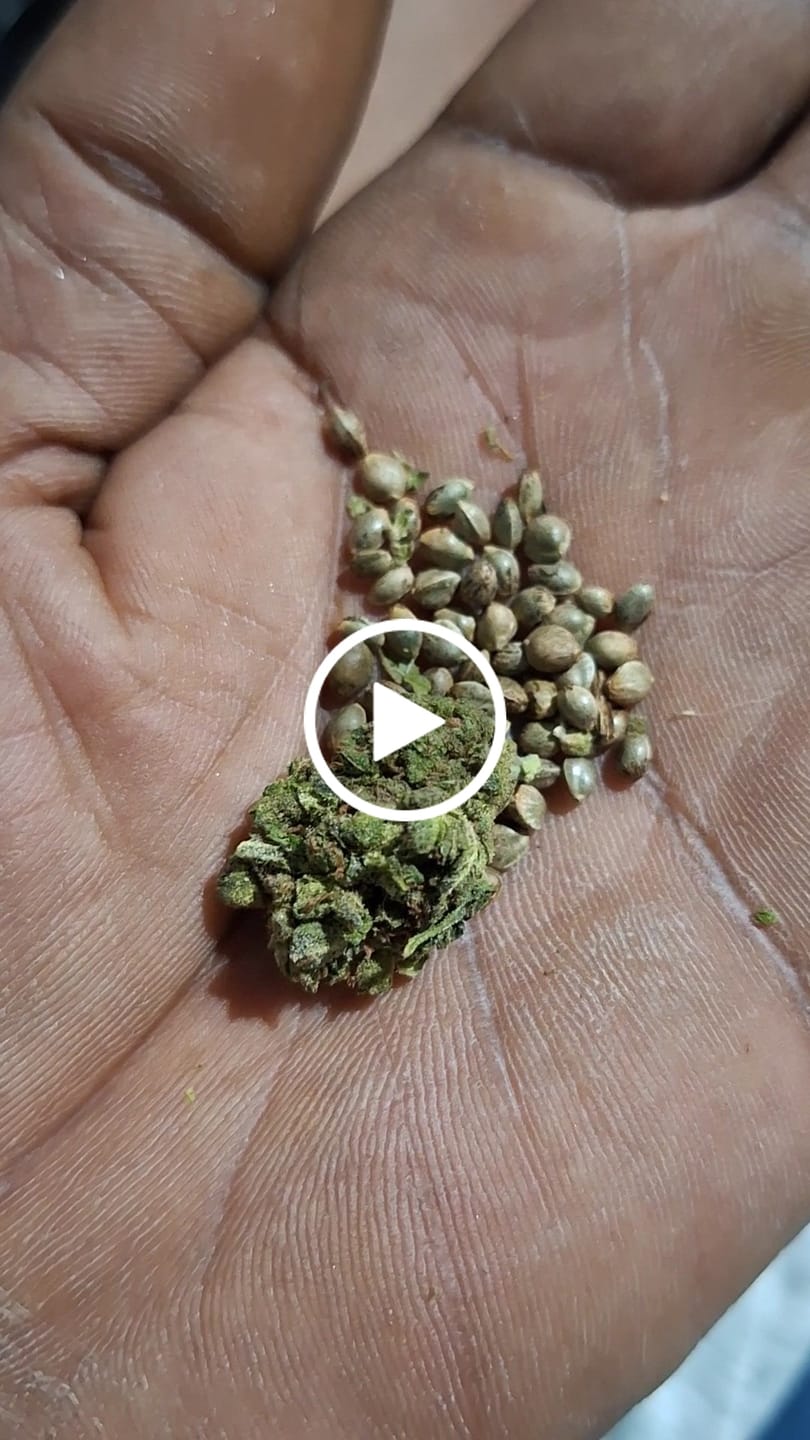 Customer video review of Guava Lato - 28 Grams - Hybrid
