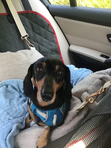 Customer's miniature dachshund wearing a blue harness, sitting comfortably inside the Hazelnut Cosy Car Seat.