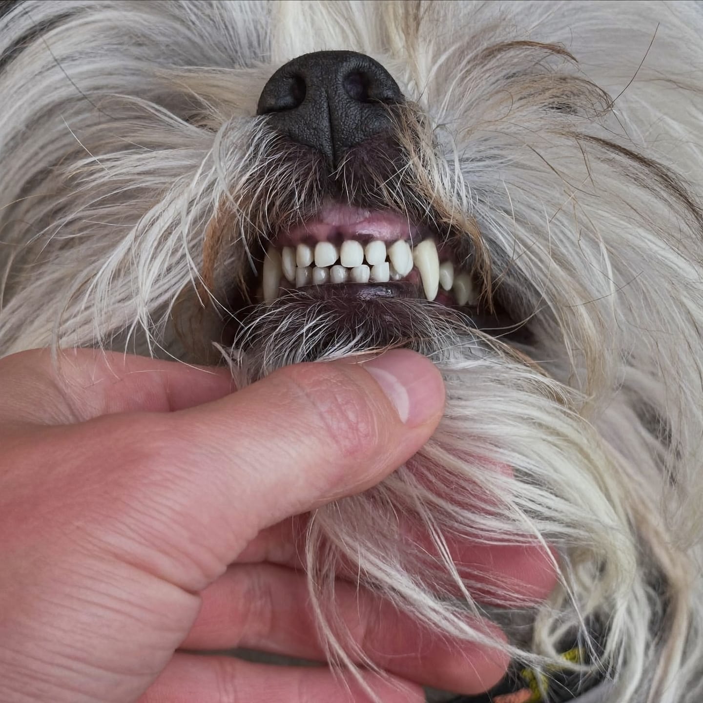 Customer photo review of Spray Dental Para Perros y Gatos