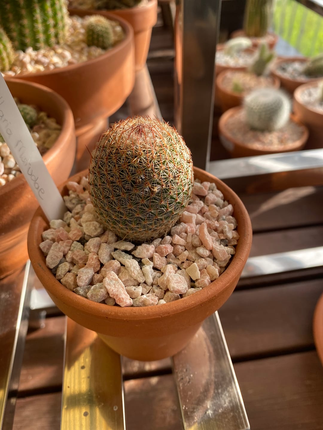 Customer photo review of Mammillaria matudae