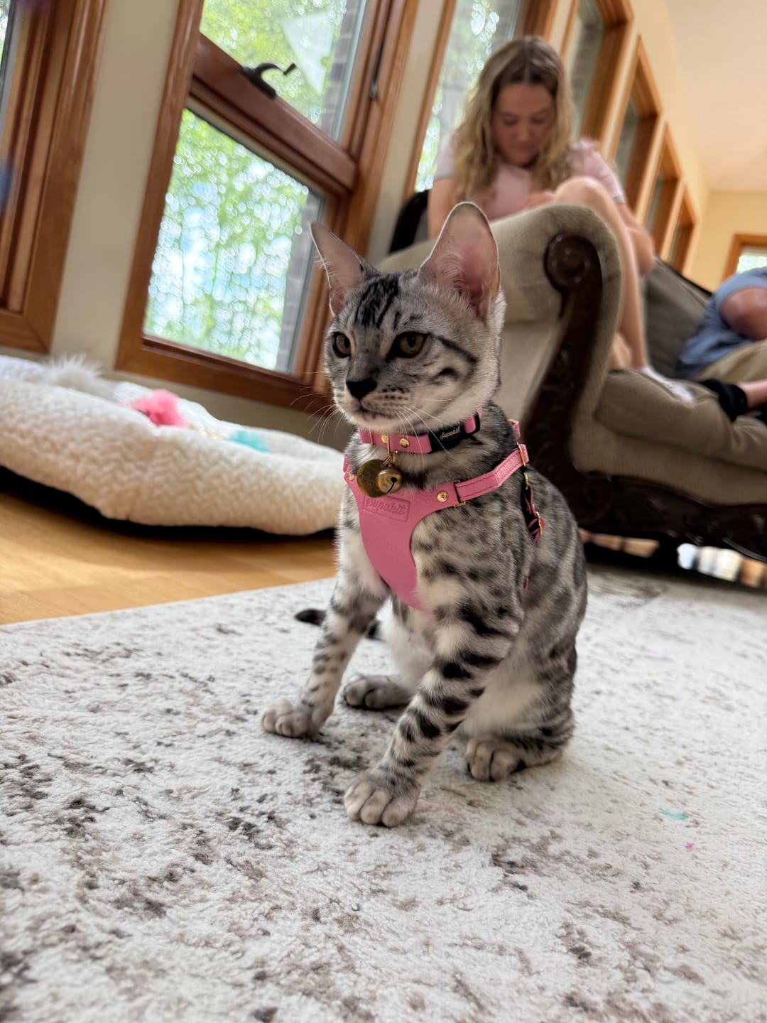 Customer photo review of Cat ID Tag - Custom Engraved