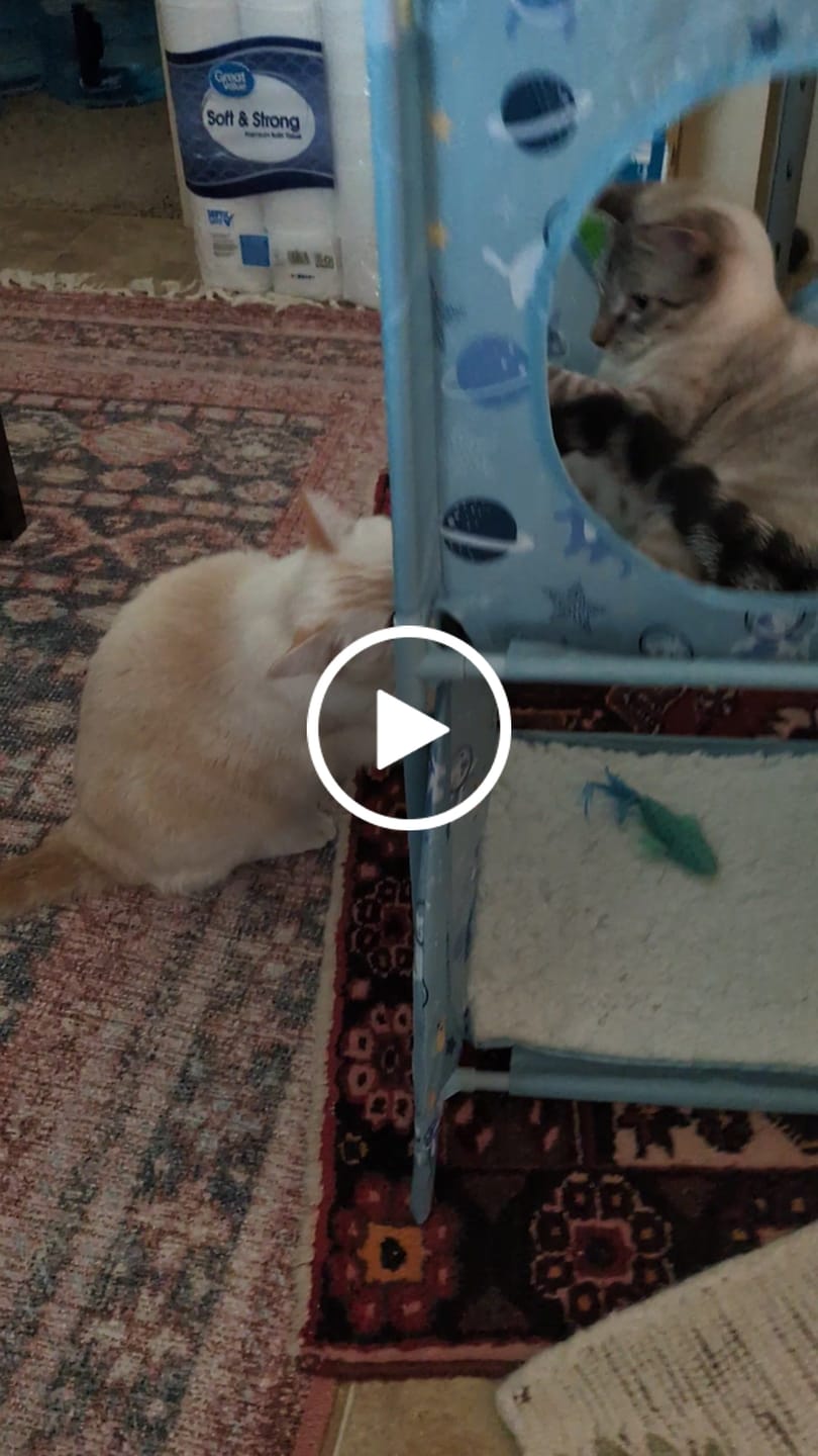 Customer video review of HealthyMouth® Dental Topical Gel For Cats  (Clinically Proven, VOHC Accepted)