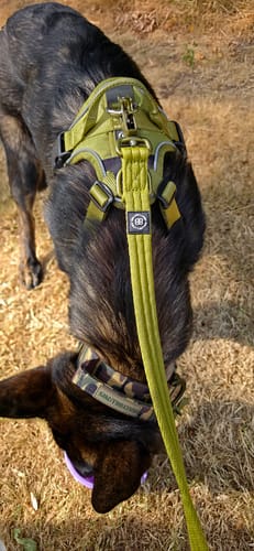 Customer's Anti Pull Hurricane Harness, olive green, worn on a German Shepherd puppy outdoors