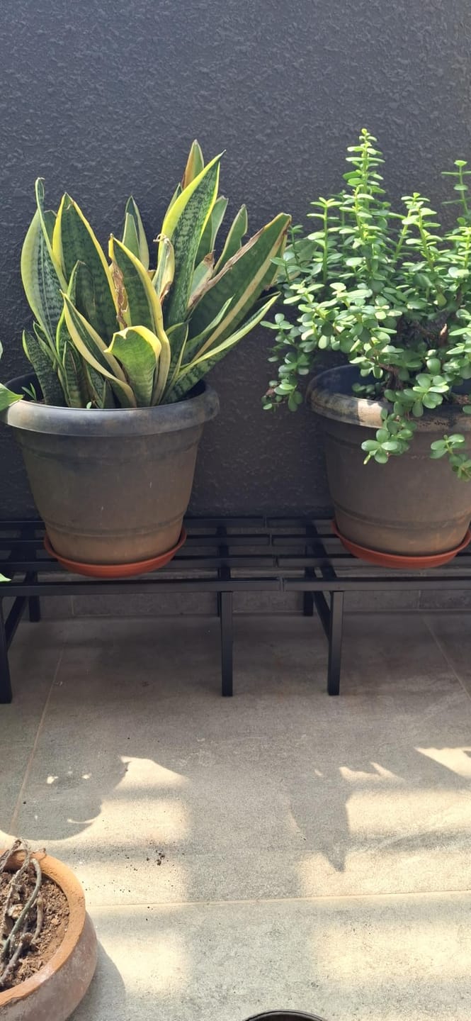 Customer photo review of Horizontal Metal Pot Stand (Set of 2 ) 76x24x18 Cm | Rust-Proof Matte Powder-Coated Pot Stand for Big Size Plants | Supports Up to 200 Kg| Ideal for Balcony, Outdoor and Indoor Plant Display