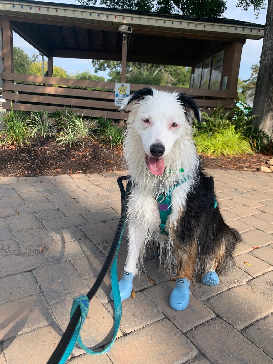 Customer photo review of WagWellies® Sport