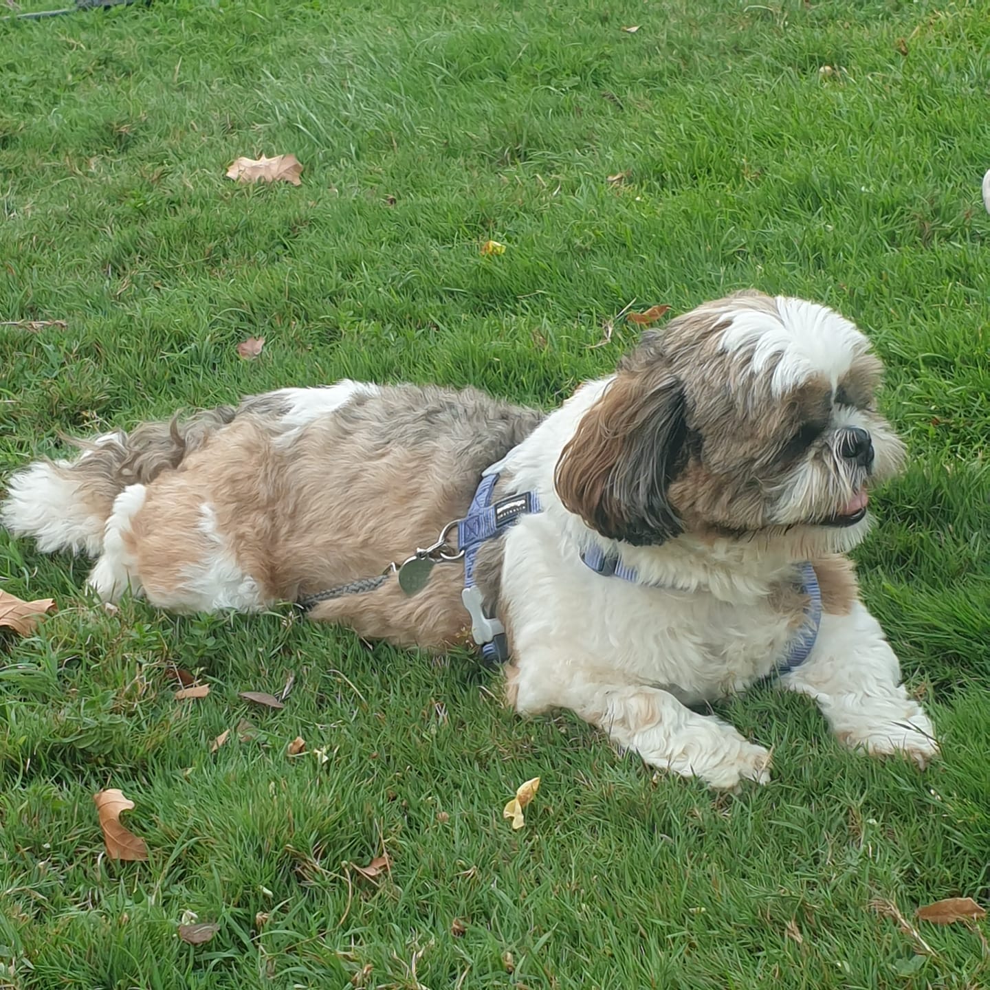 Customer photo review of Pâtée Volaille Fraîche & Légumes (x9) - Chien