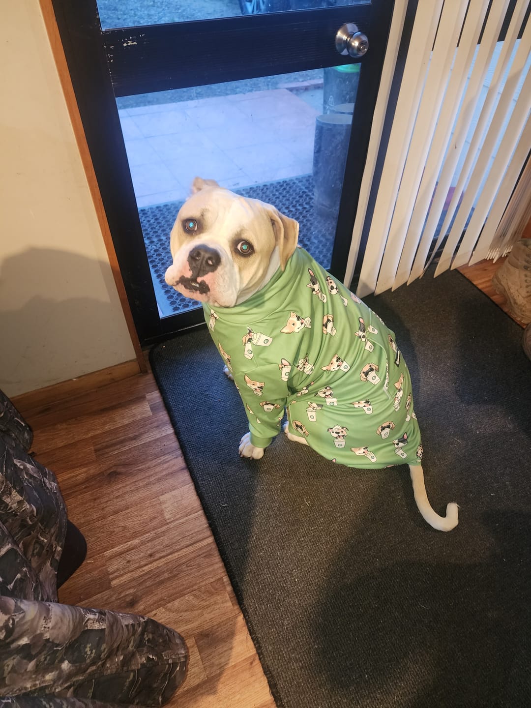 Customer photo review of Dog Surgical Suit - Pup Cup