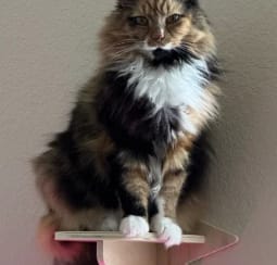 Customer photo review of SleepCat - Cama para gatos