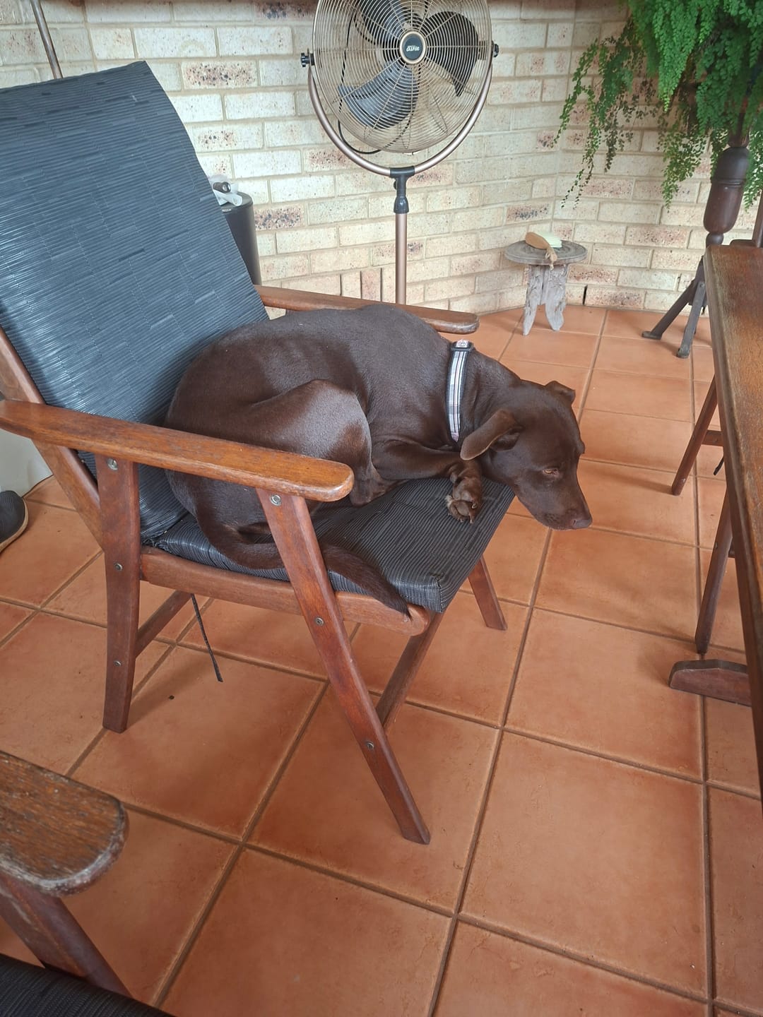 Customer photo review of Digestive K9 Powder