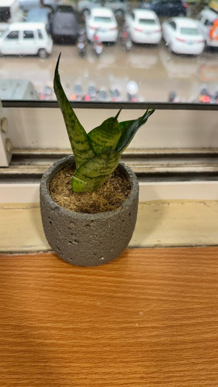 Customer photo review of Handcafted Natura Pot with Snake Plant
