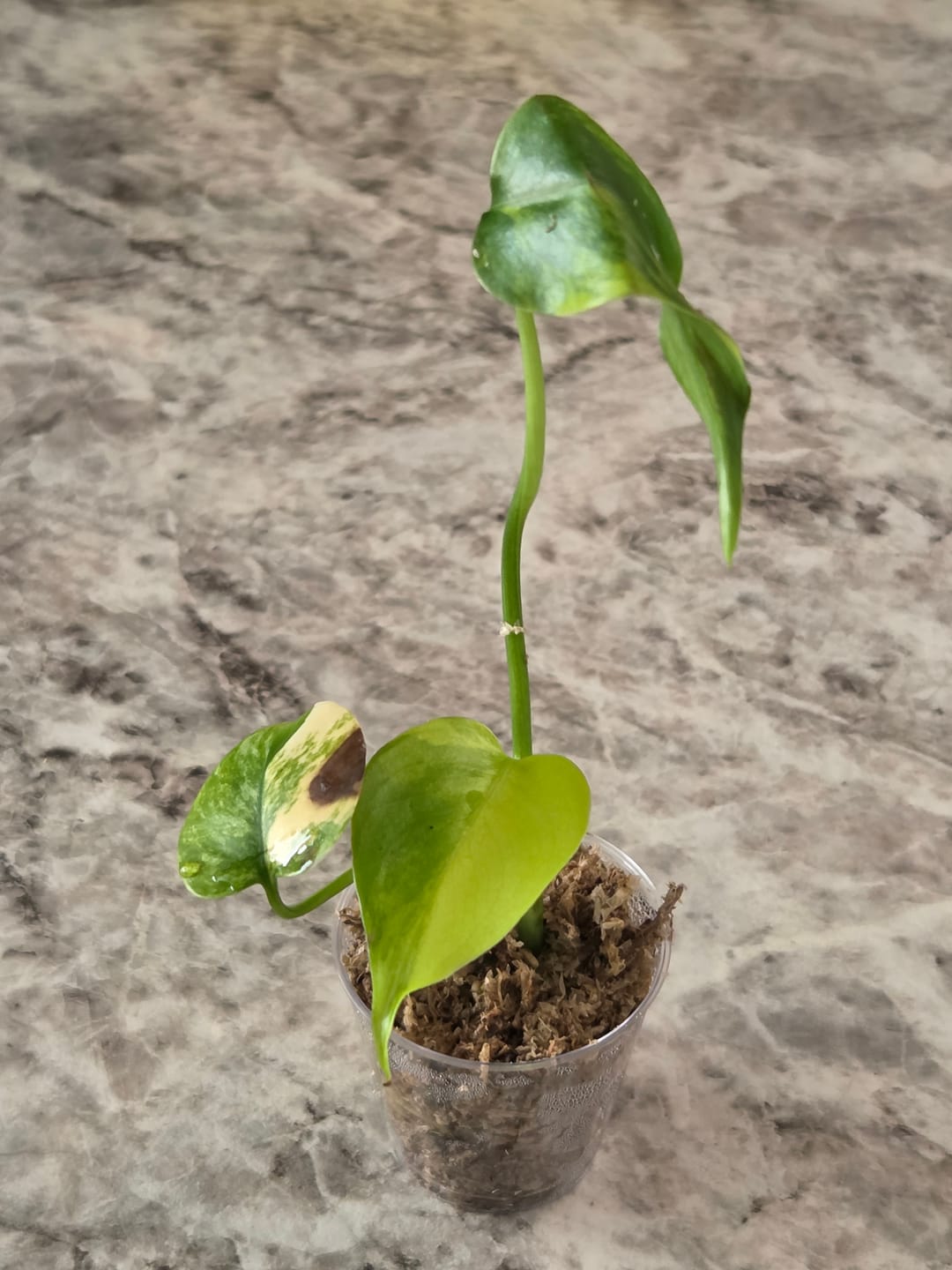 Customer photo of Monstera Deliciosa Aurea