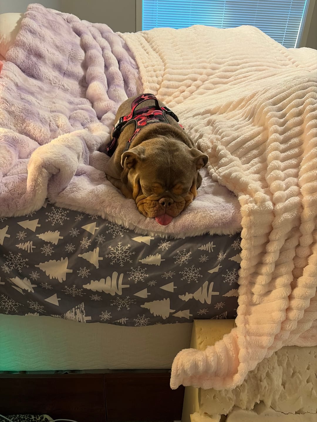 Customer photo review of Extreme Ultra Cloud Lilac Breeze Blanket