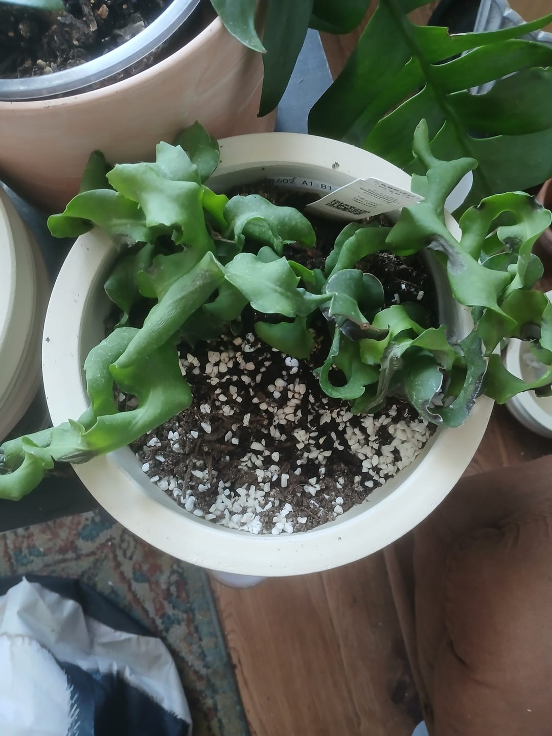 Customer photo review of Cactus Epiphyllum guatemalense f. monstrosa
