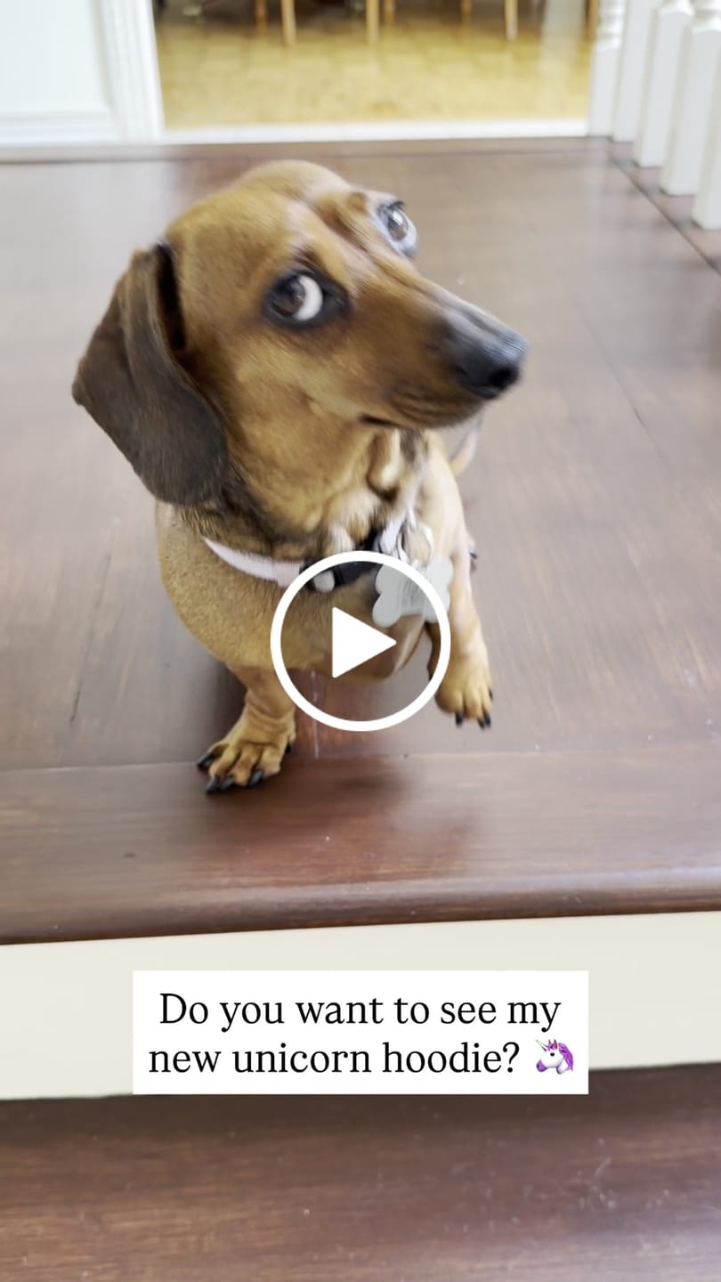 Customer video review of Halloween Dog Hoodies (Limited Edition)