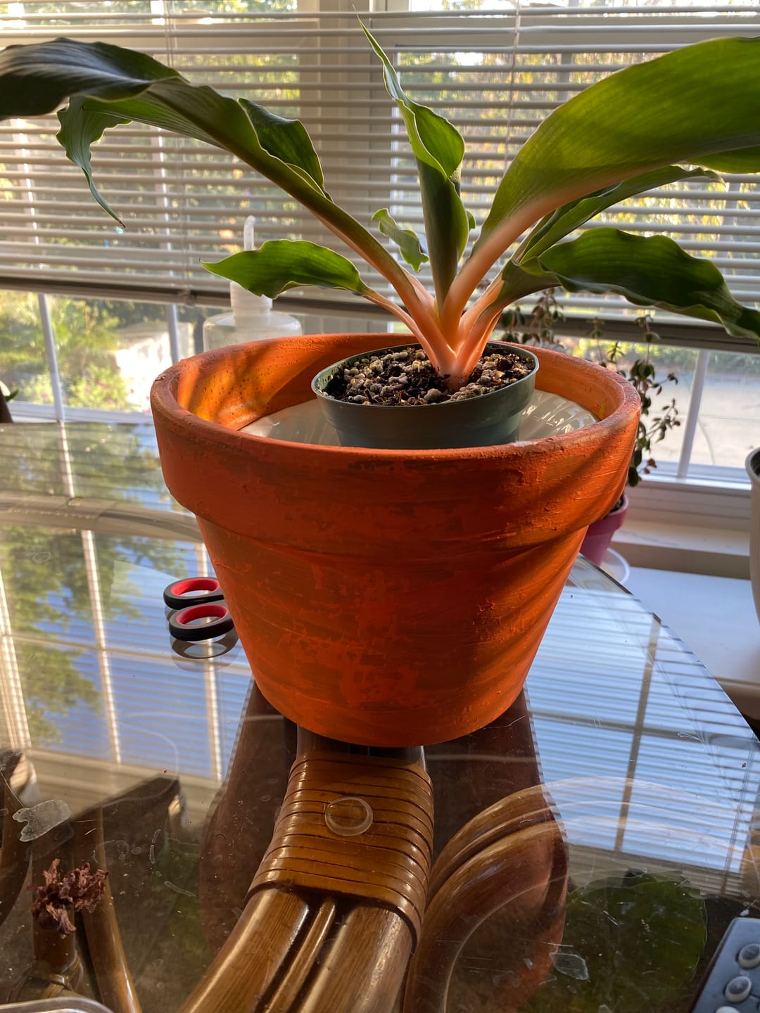 Customer photo review of Chlorophytum 'Fire Flash' 'Mandarin Orange'
