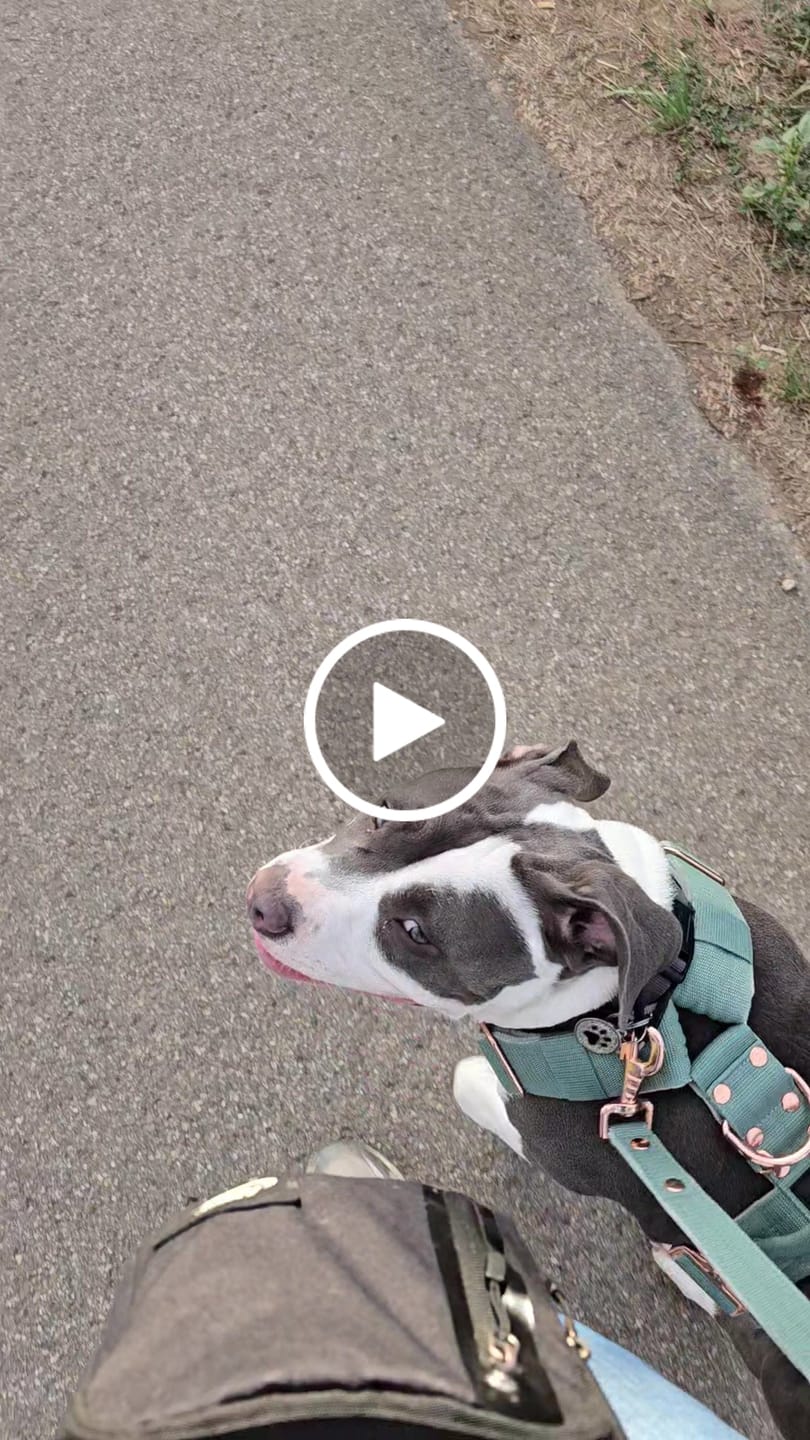Customer video review of Easy Walk Extreme Rose Pastel Green - Sele med snabbspänne