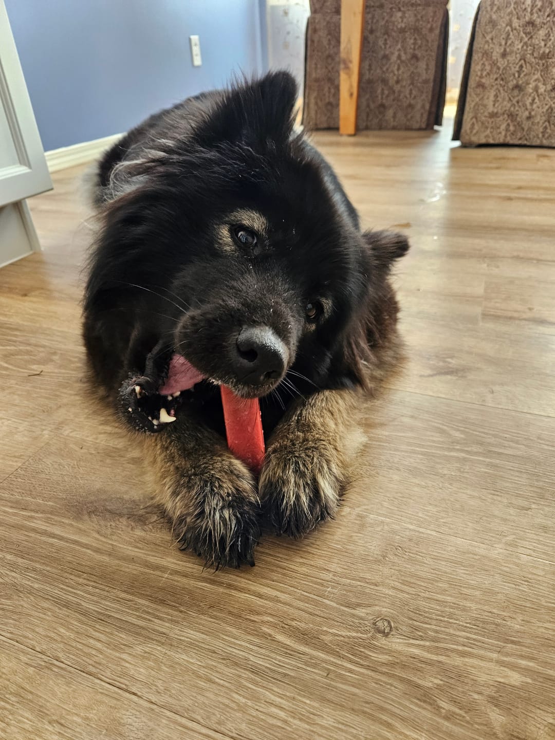 Customer photo review of Blueberry Himalayan Yak Chew (MEDIUM)