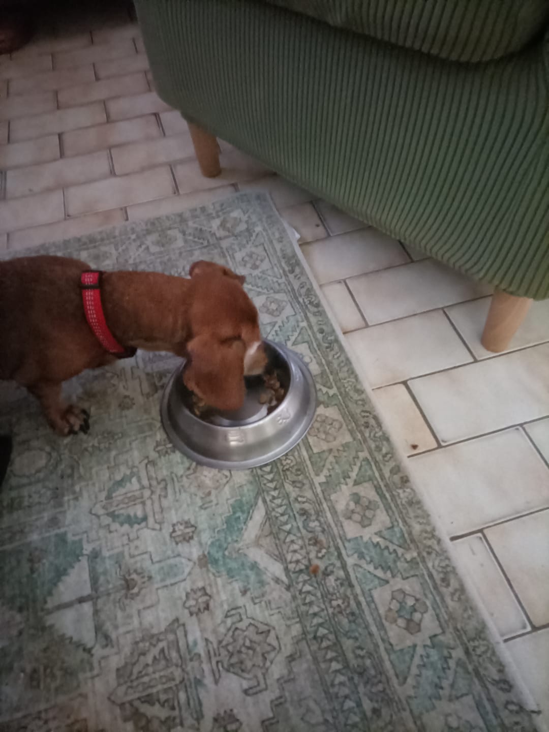 Customer photo review of Pâtées riches en volaille & aux petits pois (Chien âgé)