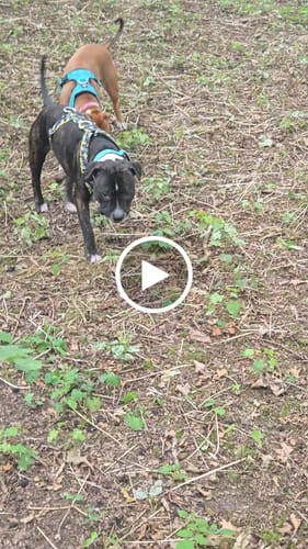 Customer video review of Anti-Pull TRI-Harness® | Training Dog Harness for All Breeds - Lightning