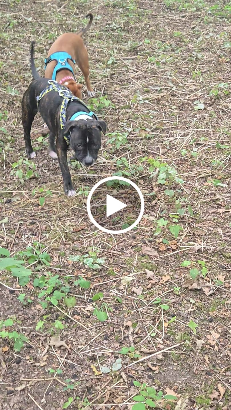 Customer video review of Anti-Pull TRI-Harness® | Training Dog Harness for All Breeds - Lightning