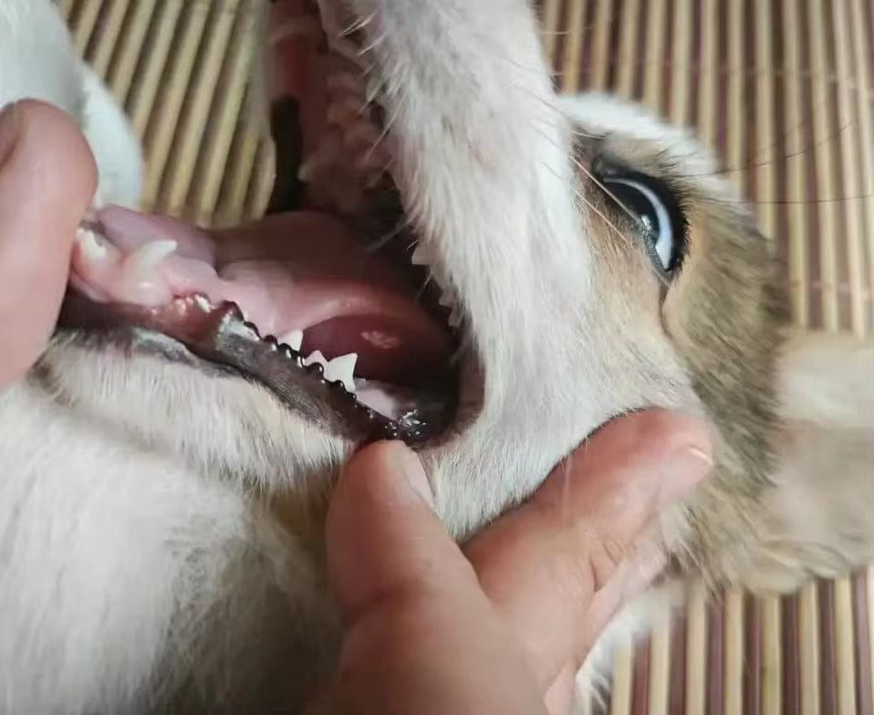 Customer photo review of Elimina el mal aliento de tu mascota en segundos 🐾