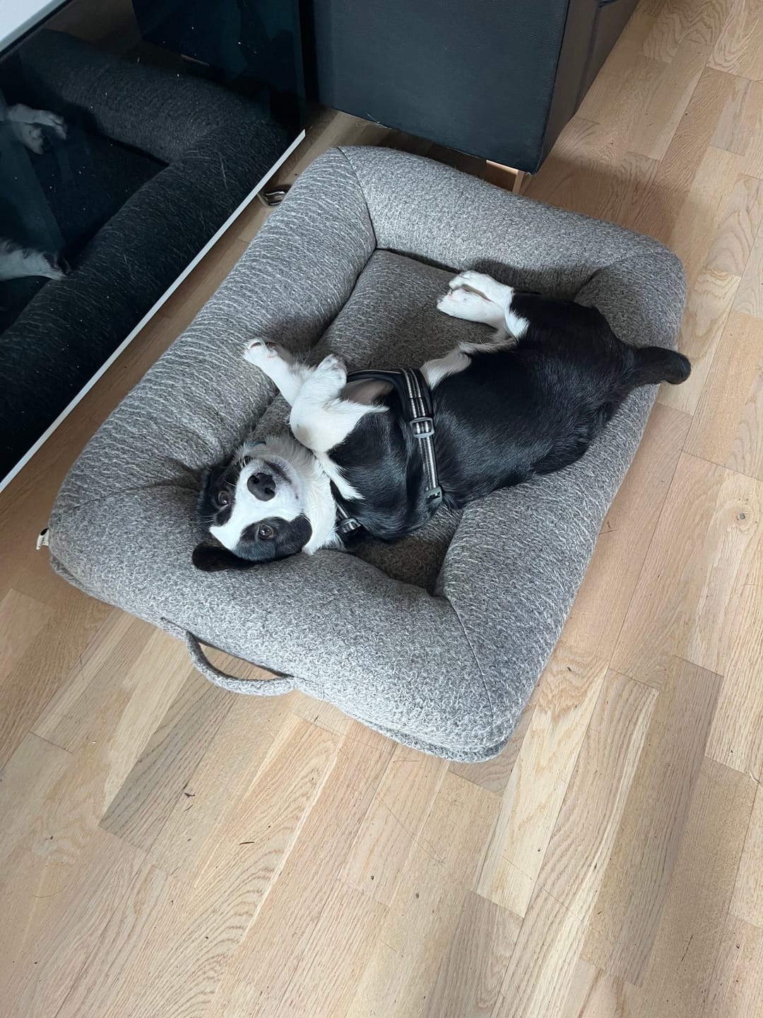 Customer photo review of Staey - Curl Hundeseng, Taupe