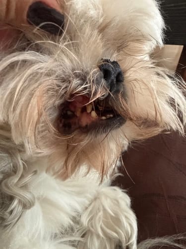 Customer photo review of Spray Dental Para Perros y Gatos