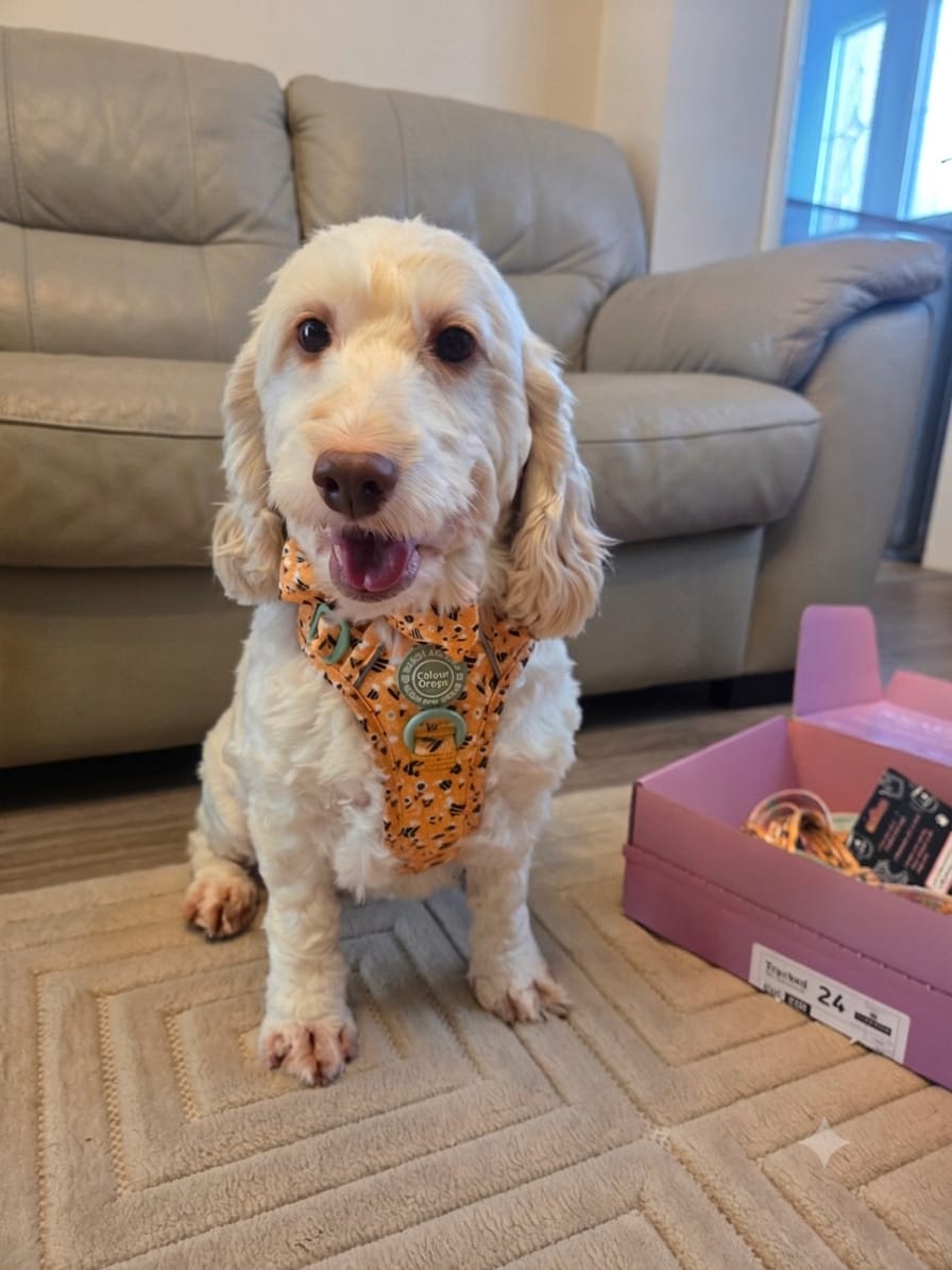 Customer photo review of Trail & Glow Dog Harness Bundle Set - Colour Drops - Wanna-Bee