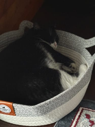 Customer's cat curled up sleeping inside the Instinct Basket, which has a grey woven design.