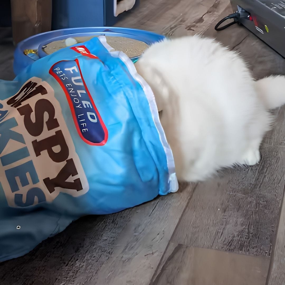 Customer photo review of Crinkle Cat Bed