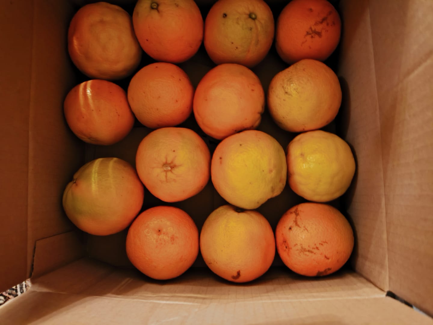 Customer photo review of Orangen Bio Navelina von Andres