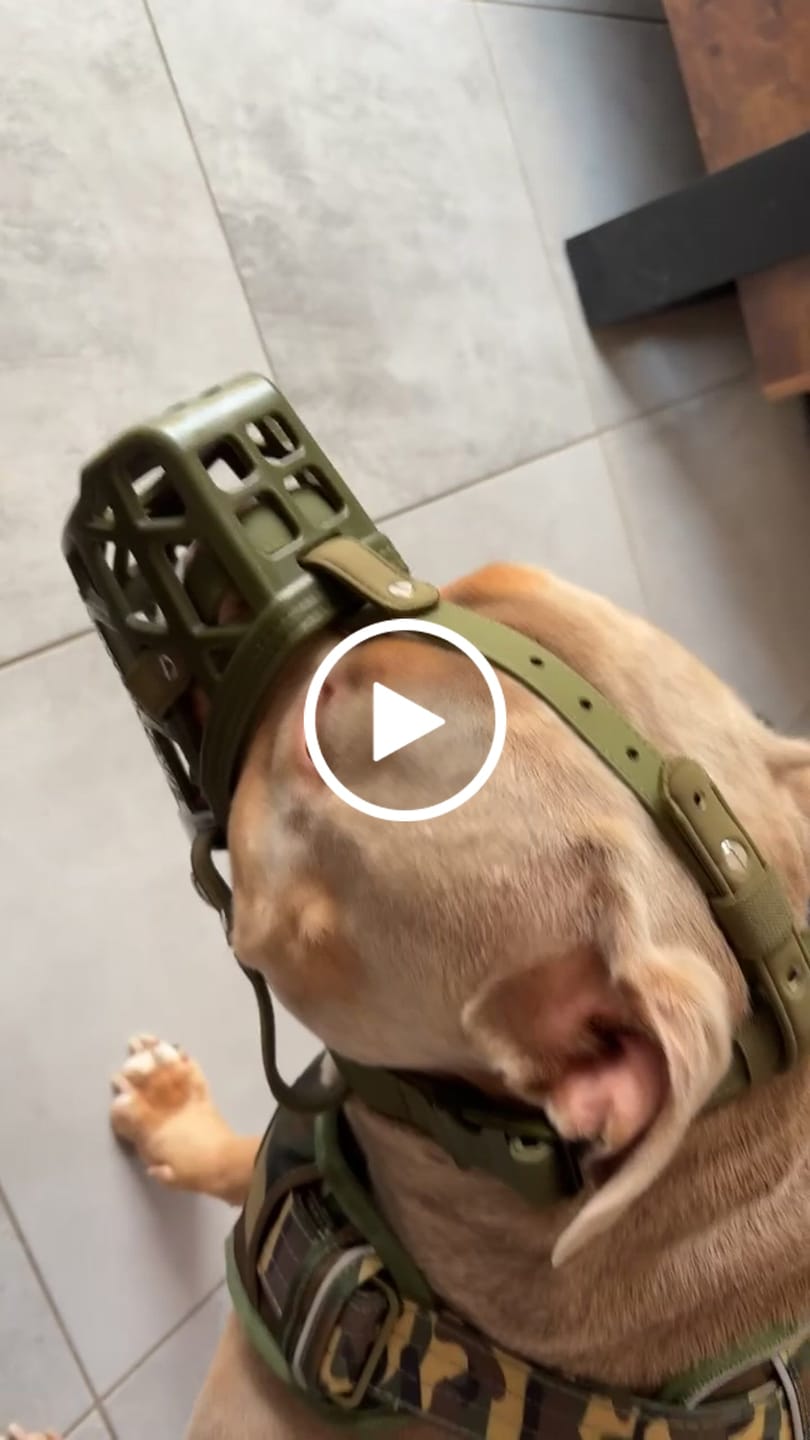Customer video review of 1.2m Mini Combat® Leash - Camouflage Green